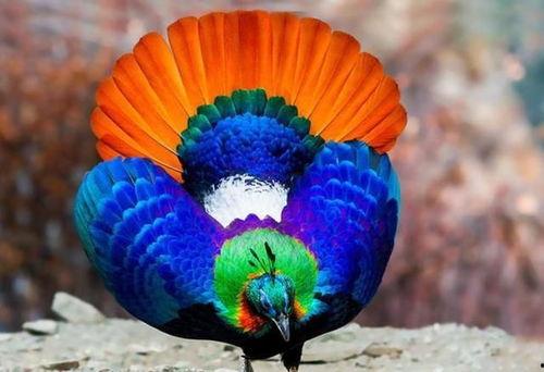 九色PORNY丨国产精品